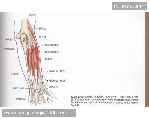 打篮球时手指伸展导致肌腱断裂的风险与预防措施解析 打篮球时手指伸展导致肌腱断裂的风险与预防措施解析